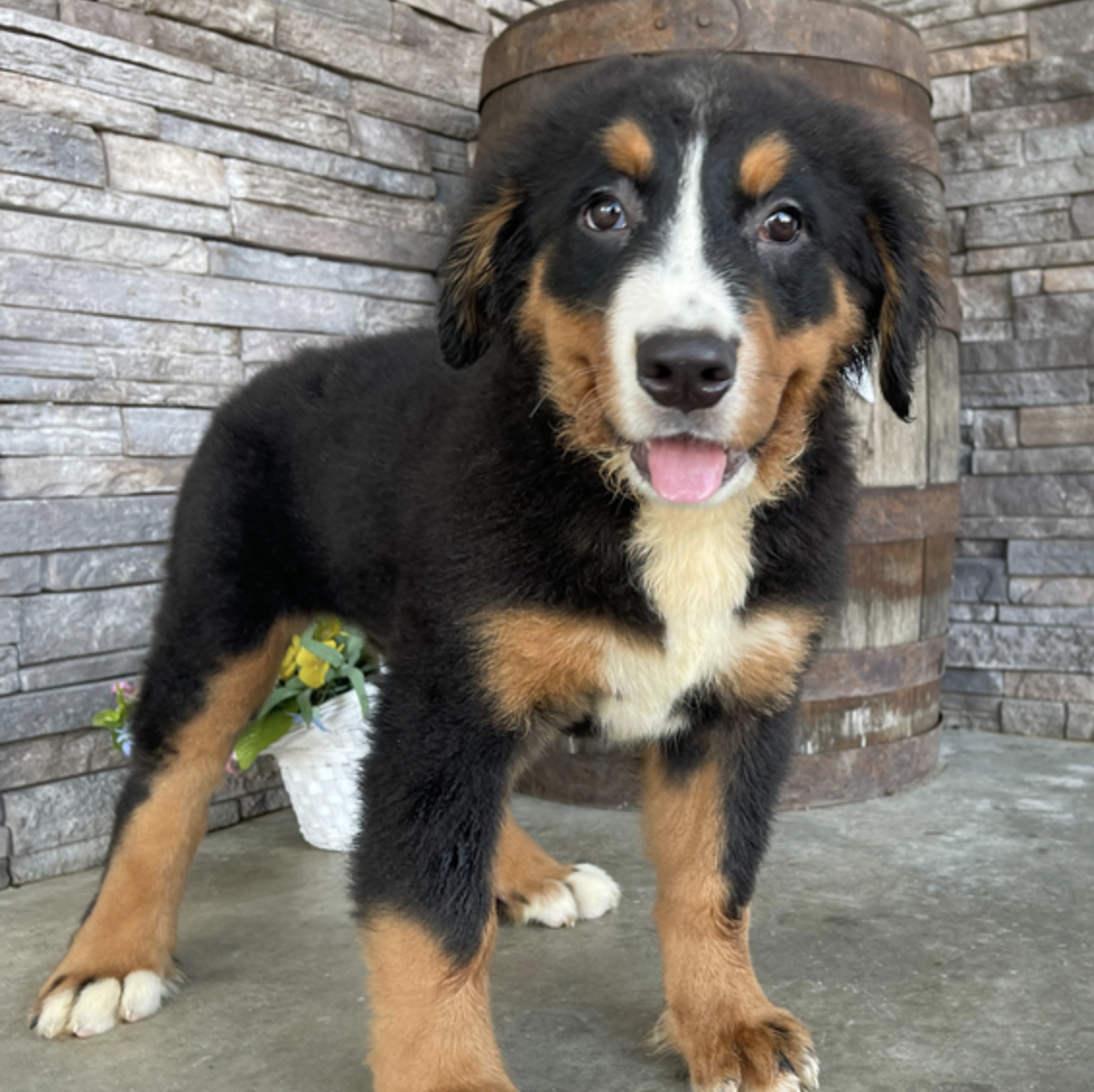 comprar cachorros sanos, baratos y asequibles para la venta